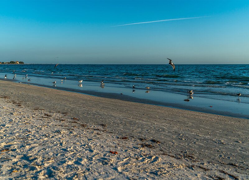 A wide shot of a beach with birds and the sea in the background