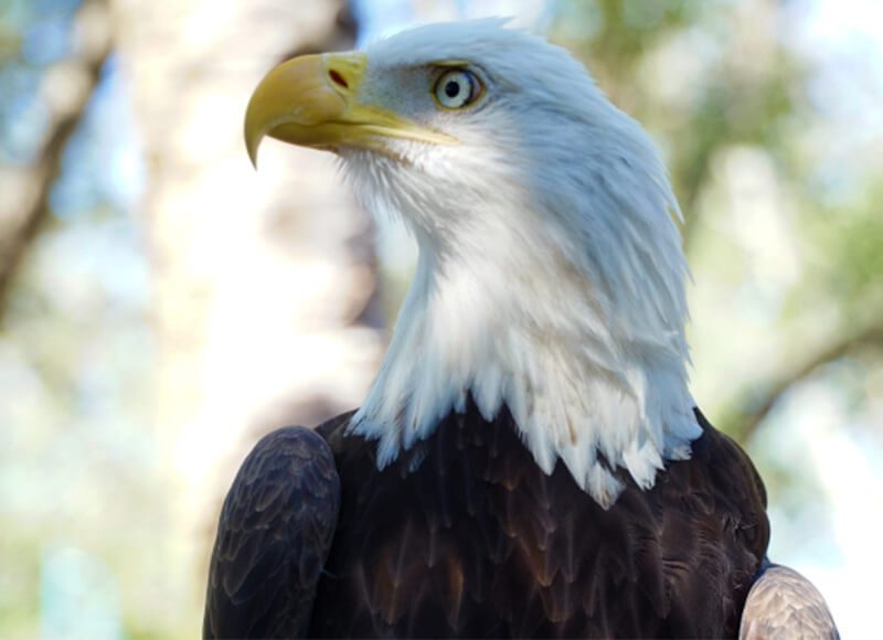 Cheri Lyn Motel - busch garden eagle