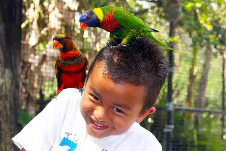 A close-up of a smiling boy in a white shirt with birds on his head and on his shoulder.