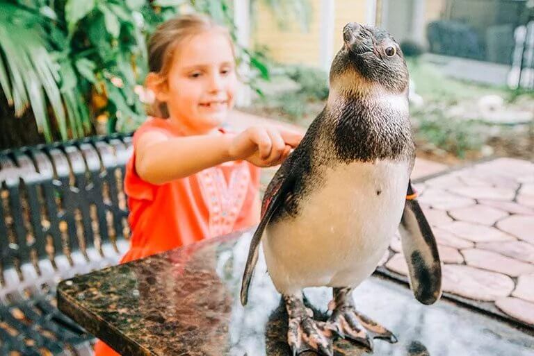 Cheri Lyn Motel - loory park penguine