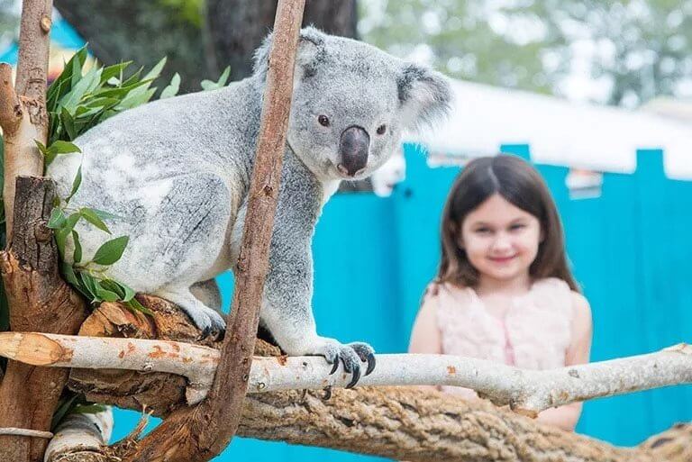 A close-up of a Koala on a tree trunk with a little girl smiling in the background
