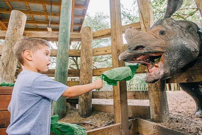 A close-up of a little kid feeding a rhino with green leaves.
